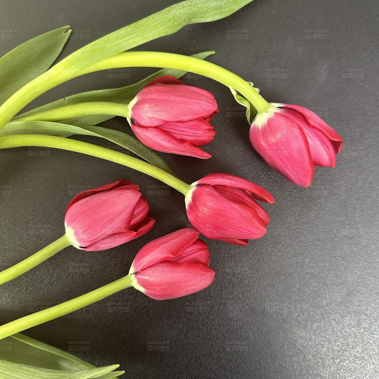 红色郁金香的静谧美图片