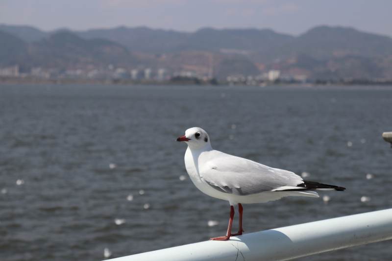 海鸥栖息 湖光山色图片