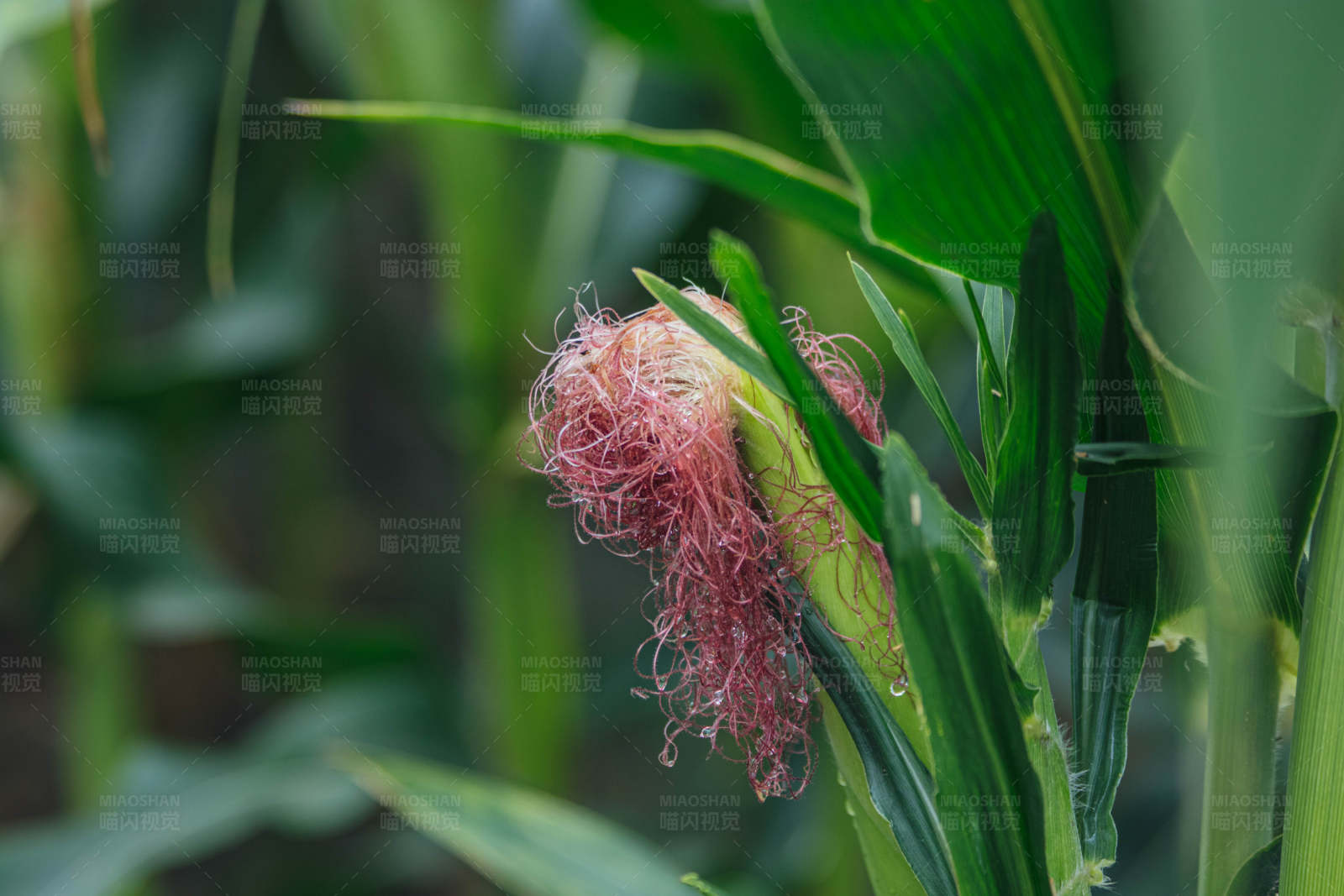 玉米田中的成熟穗轴图片