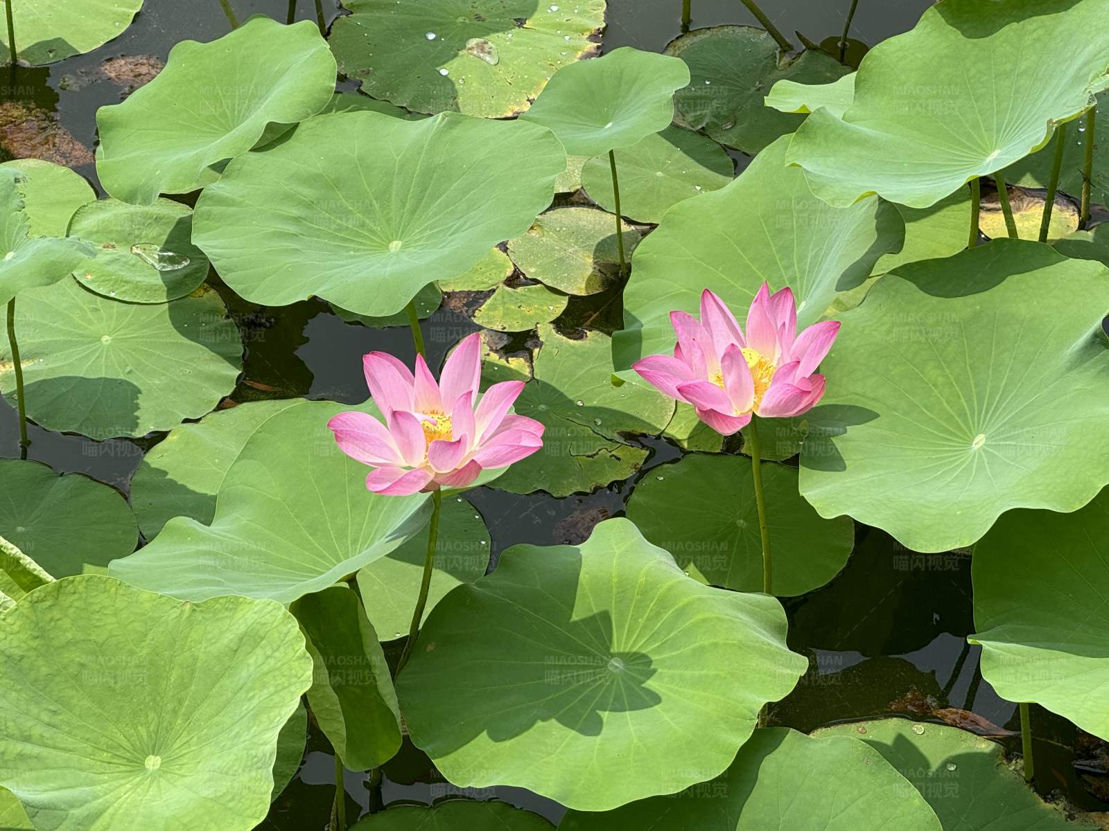池塘里的两朵粉莲花图片