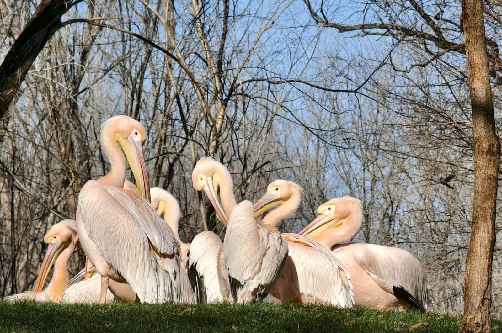 鹈鹕群栖息在树下图片
