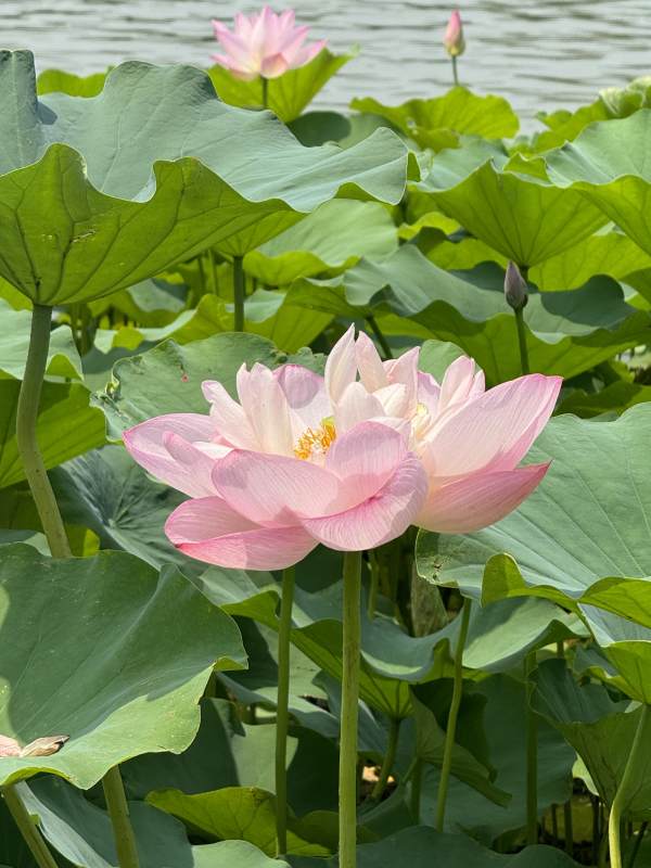 池塘里的粉色莲花图片