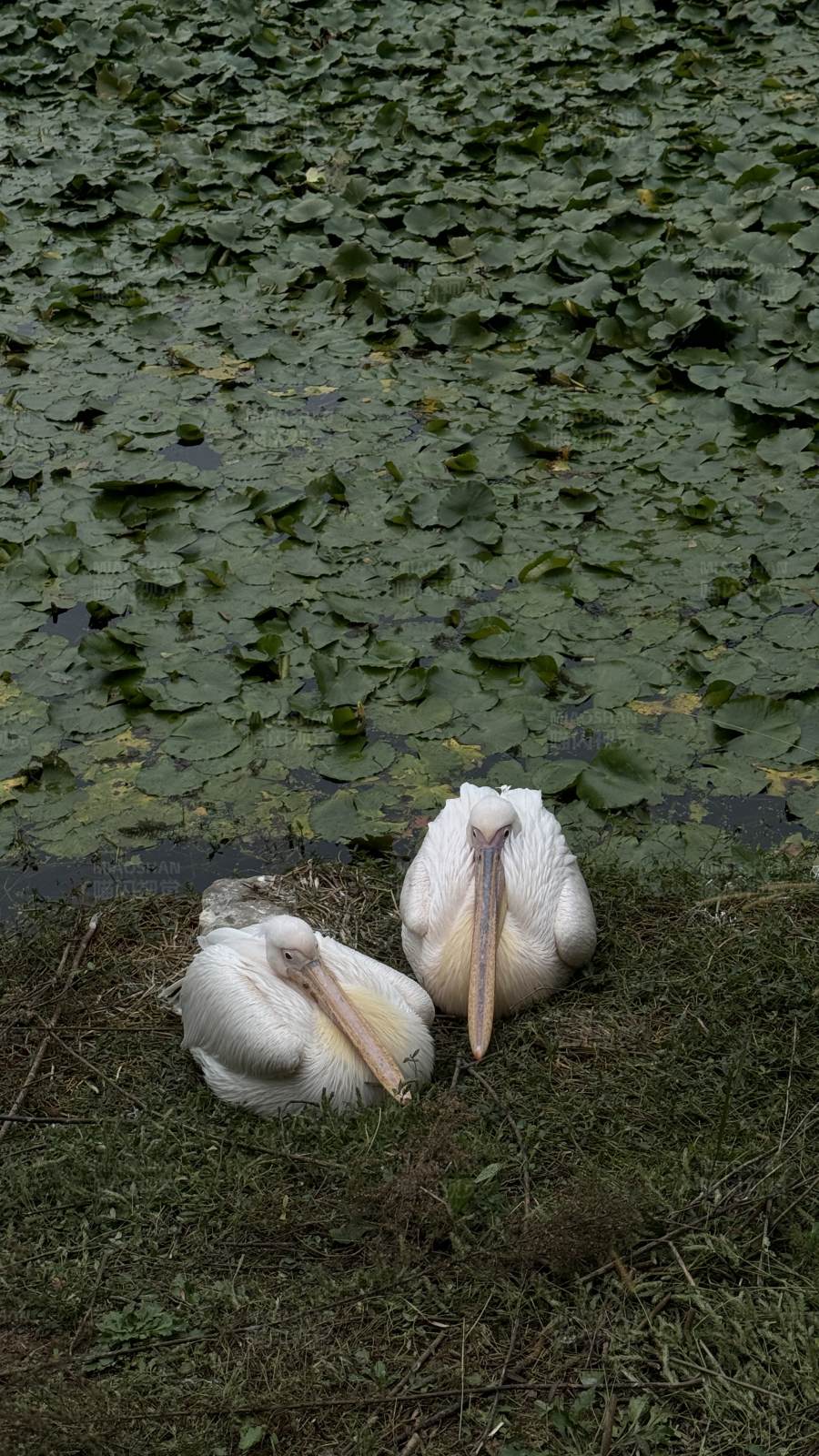 鹈鹕栖息水边草丛中图片