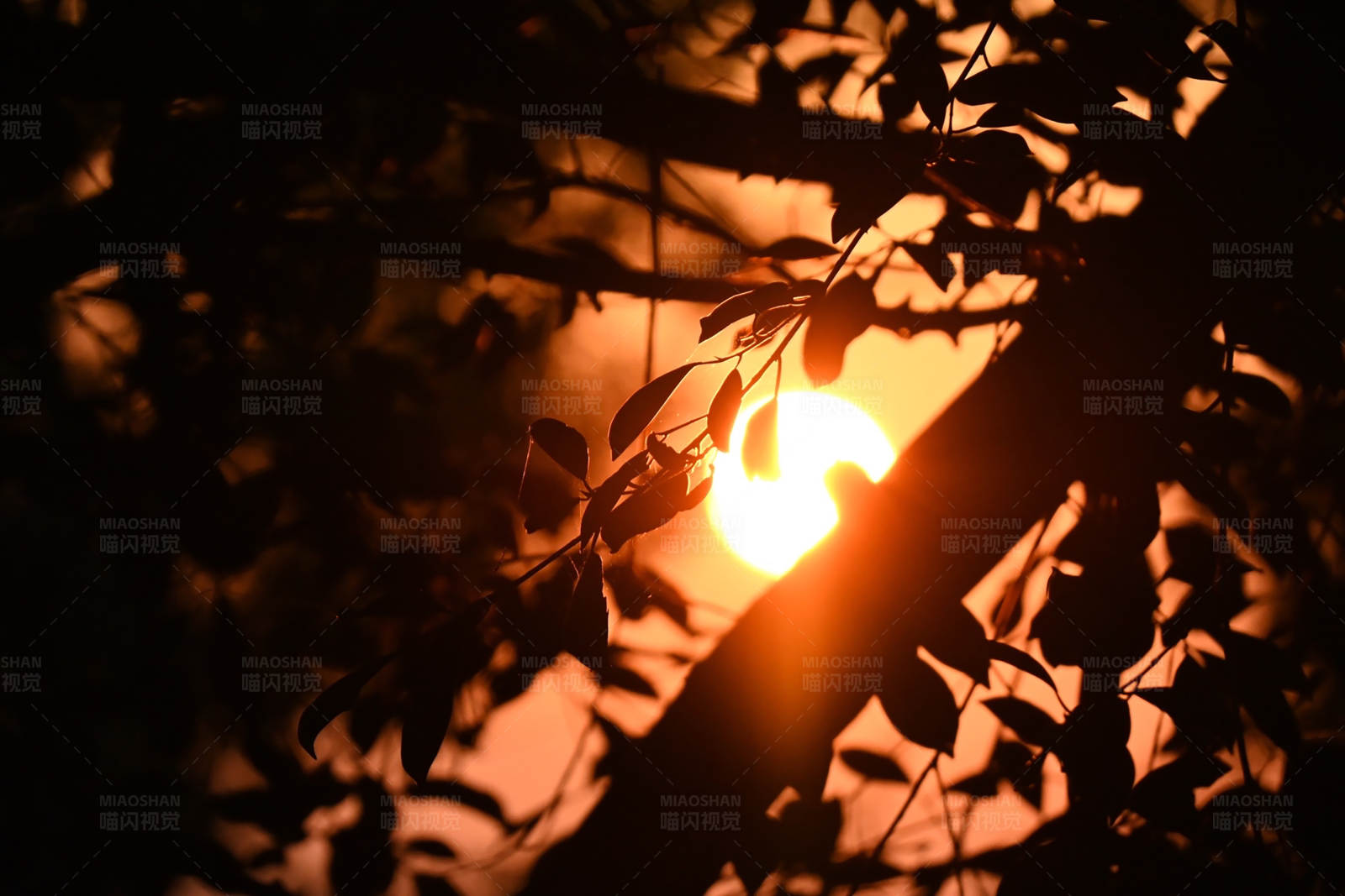 夕阳穿过树叶的剪影图片