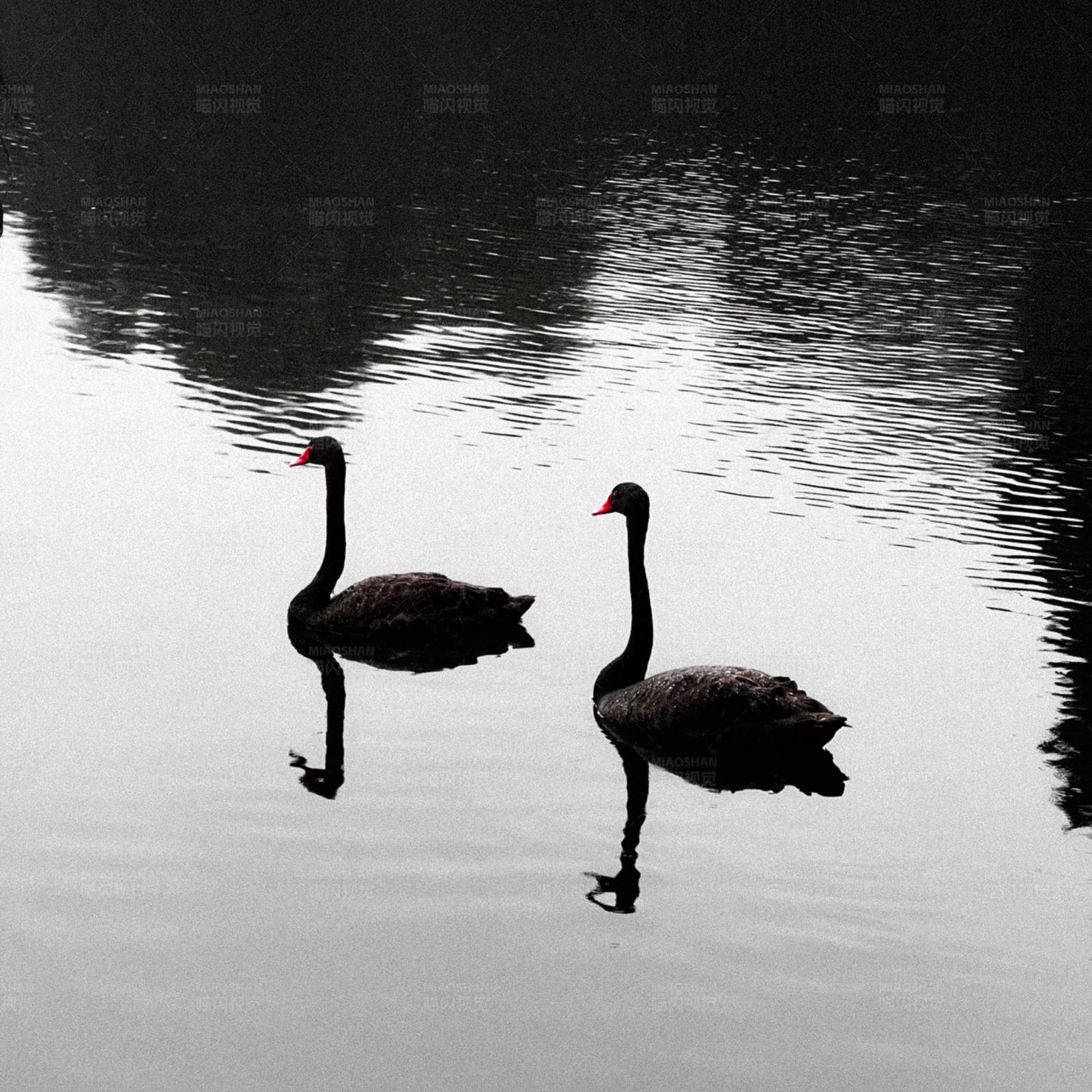 湖中双天鹅图片