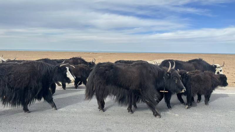 高原上的牦牛群图片