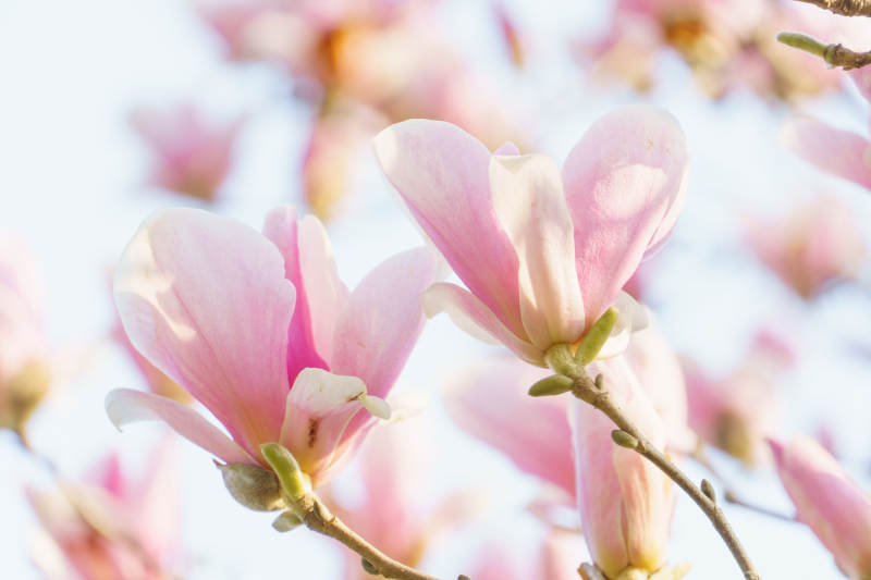 粉色玉兰花盛开图片