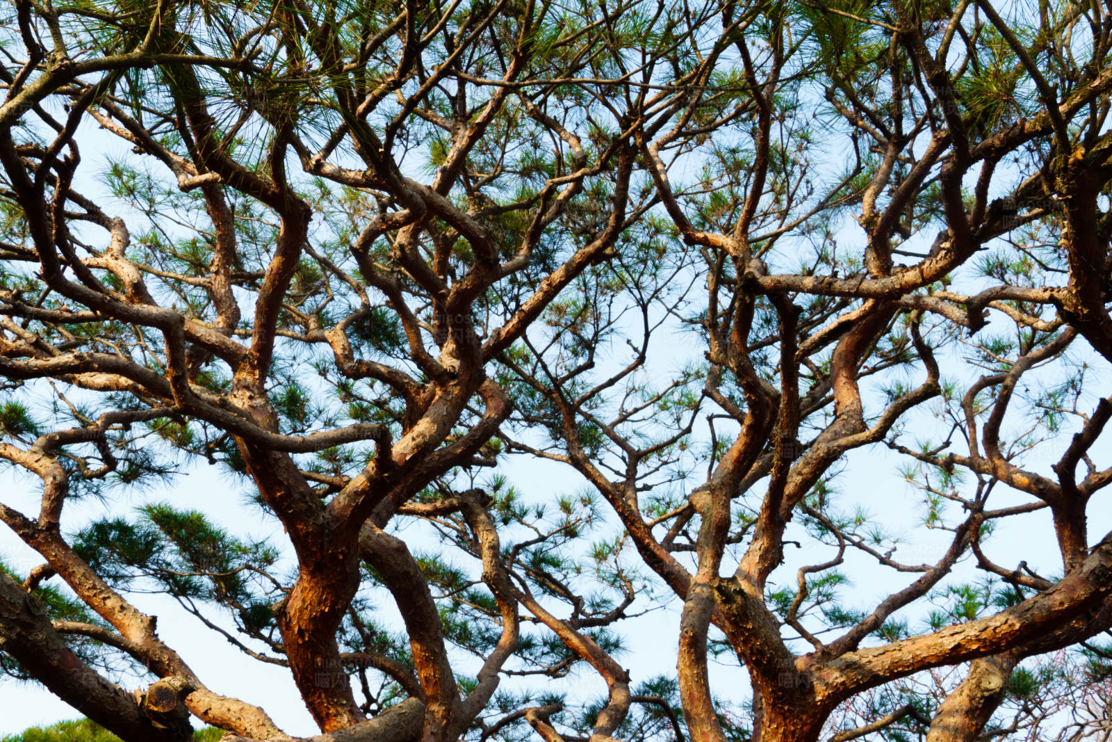 松树枝头映蓝天图片