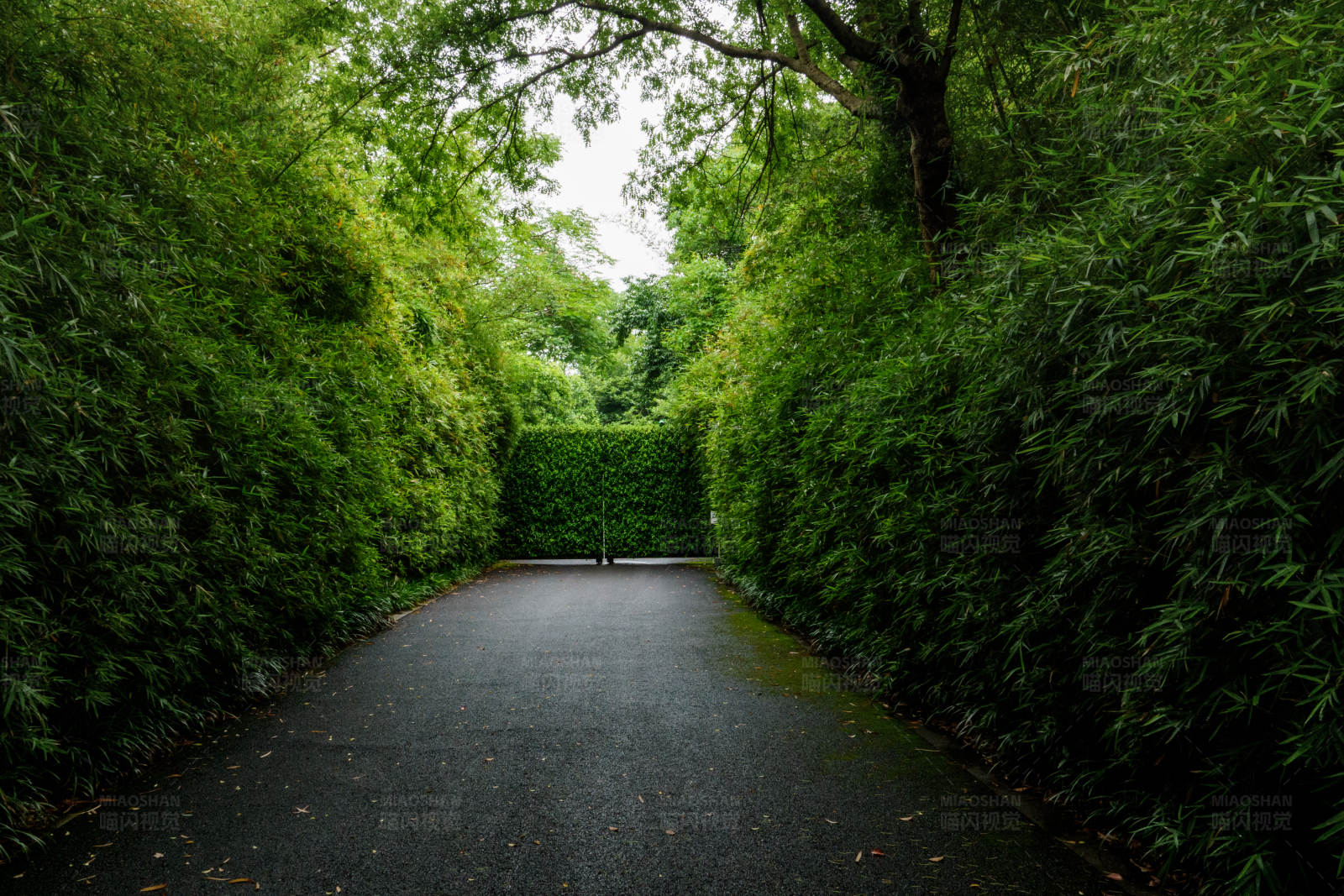 竹林深处的小径图片