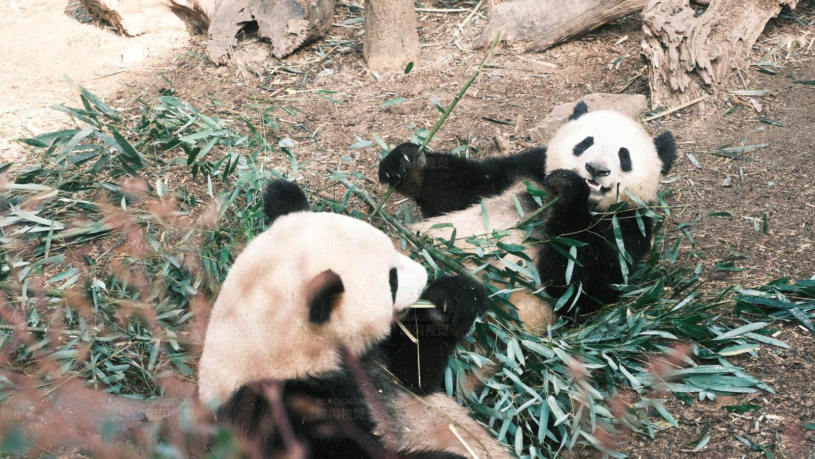 熊猫兄弟的竹子大餐图片