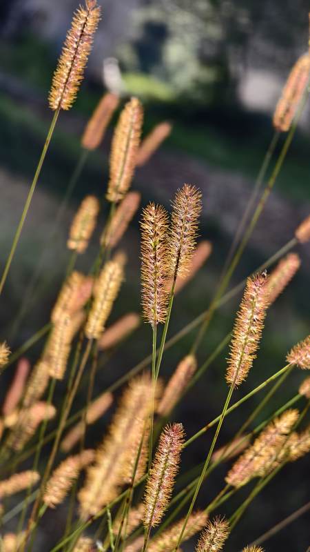 阳光下的狗尾草图片