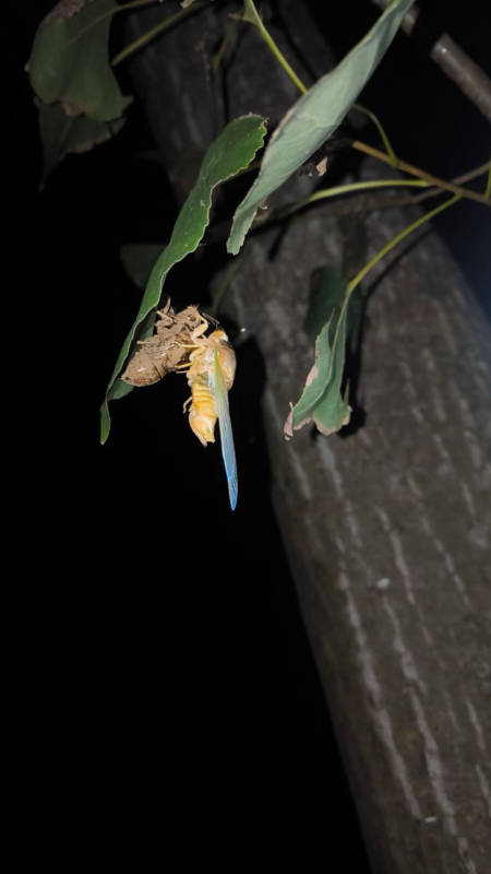 夜间昆虫栖息图片