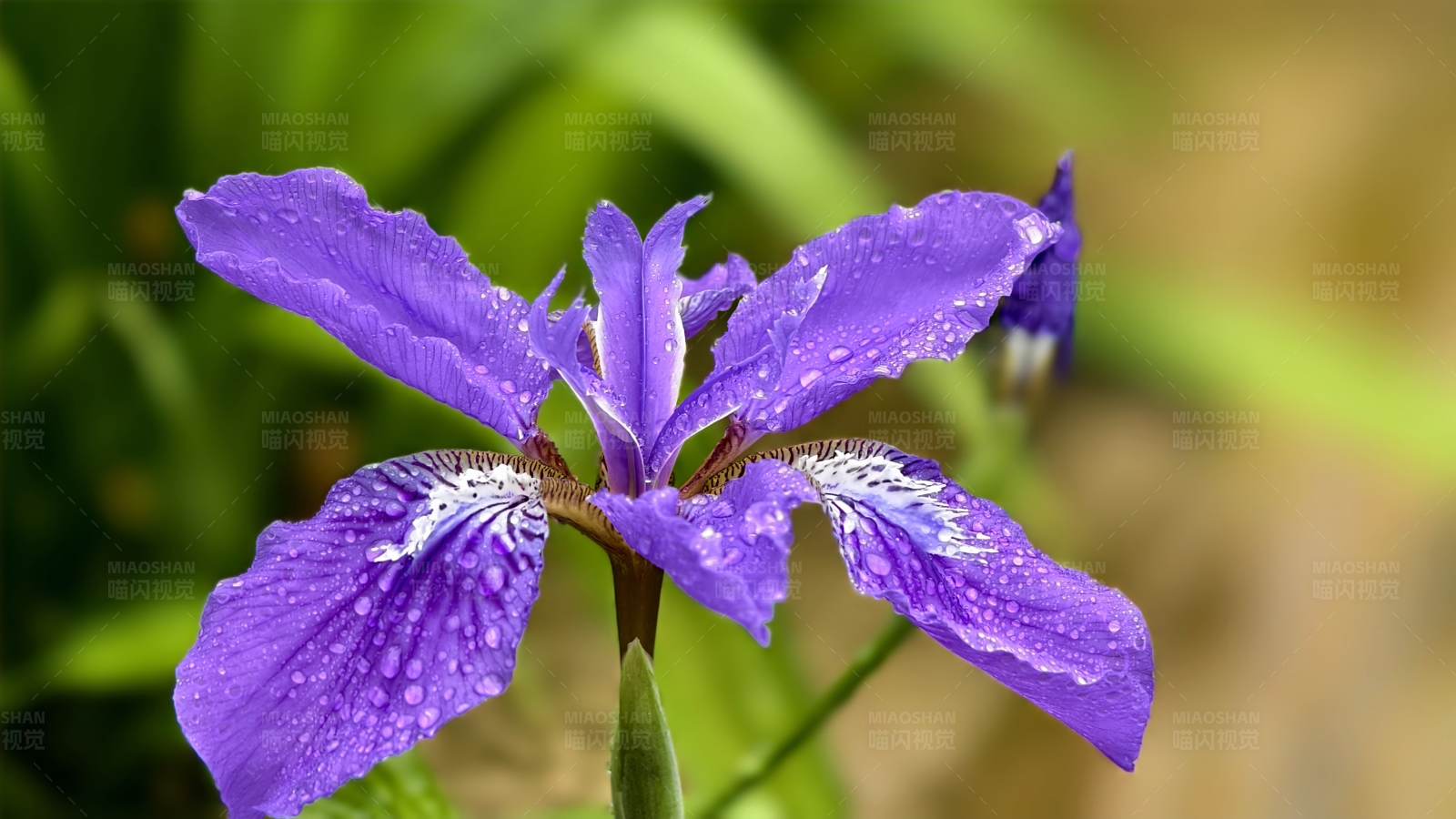 雨后紫虹膜图片