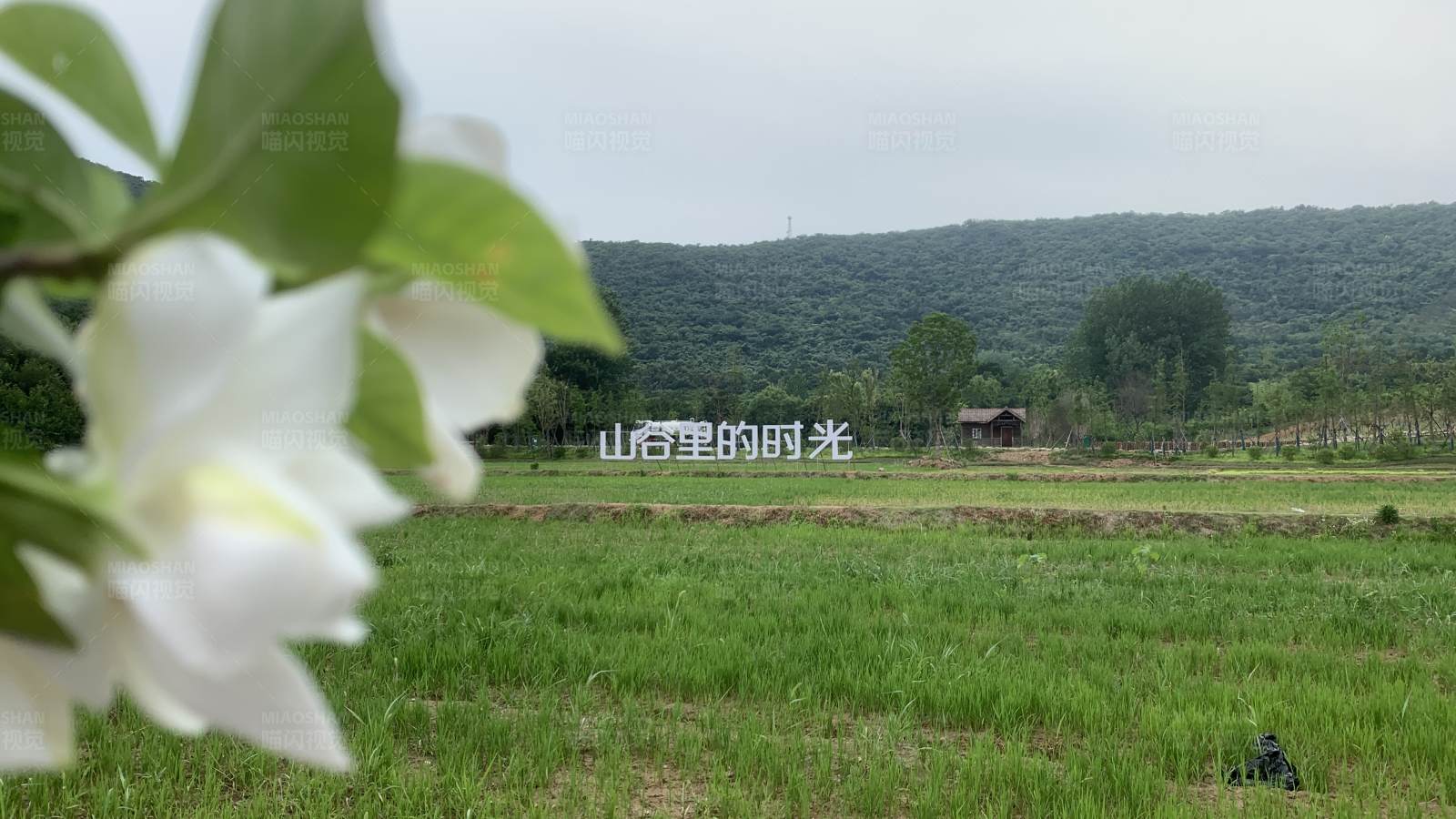 山谷田园花香图片