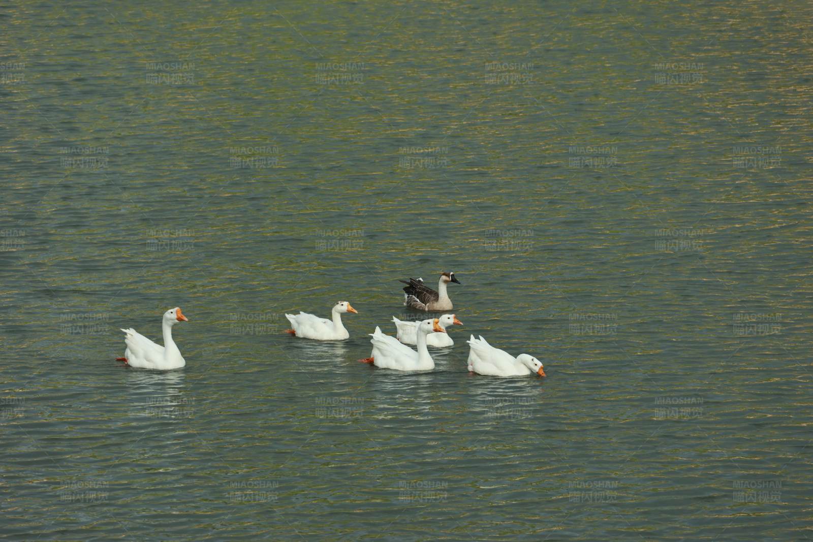 湖中游鹅图片