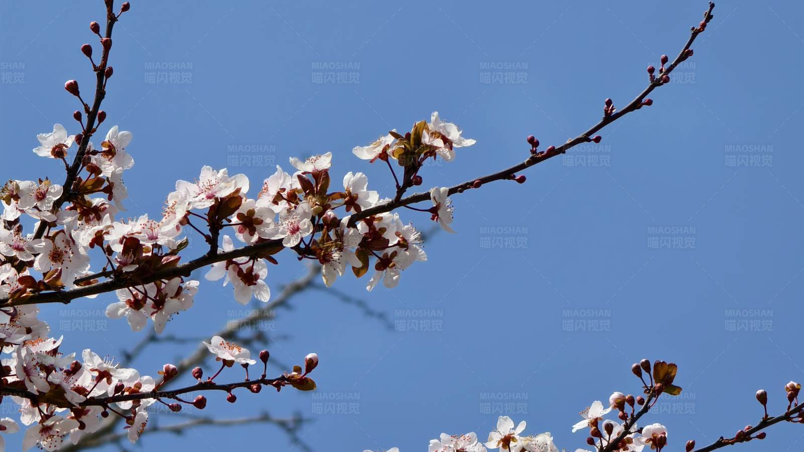 春日樱花绽放图片