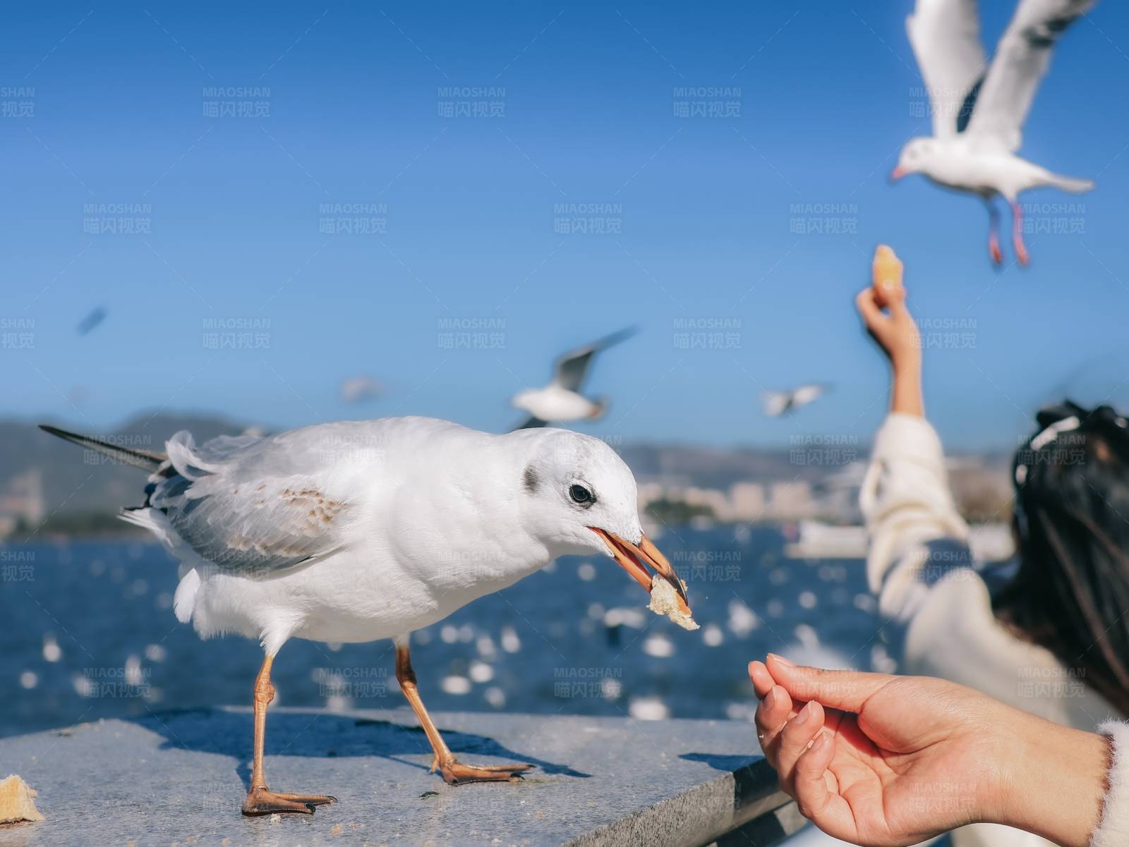 海边喂食海鸥图片