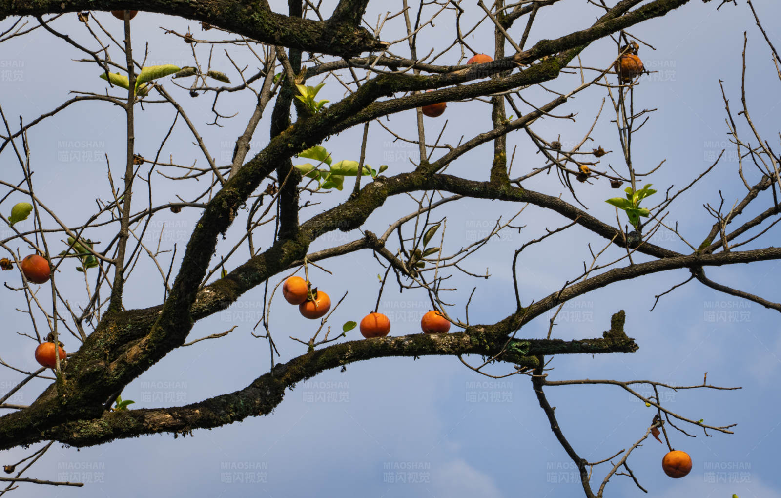 秋日柿子挂满枝图片