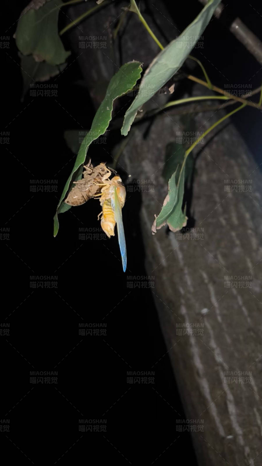 夜间昆虫栖息图片