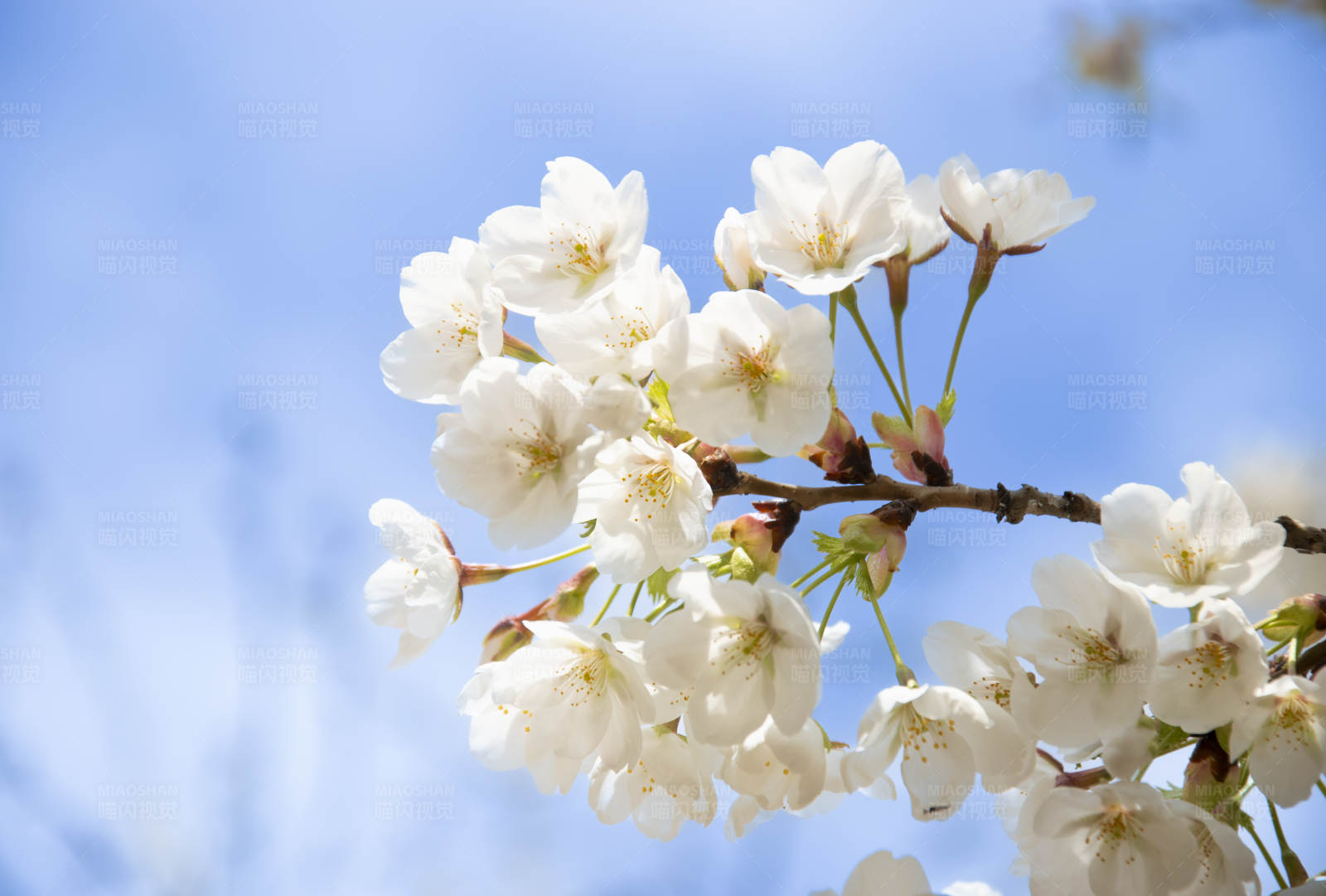 春天的樱花图片