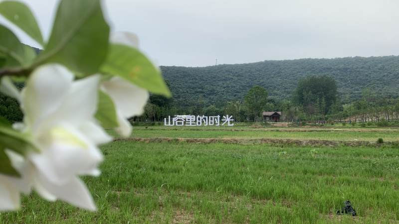 山谷田园花香图片