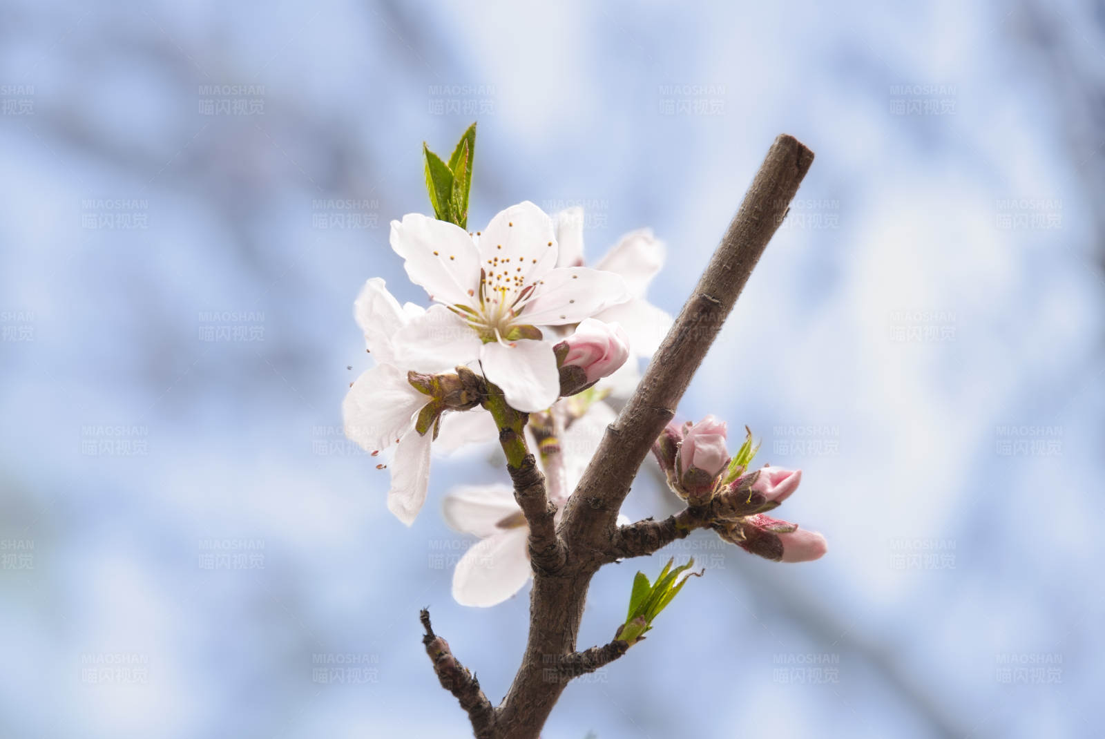 春日桃花开图片