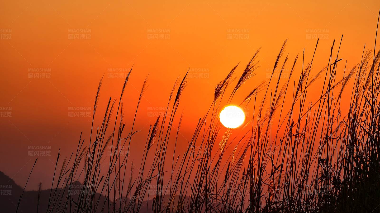 夕阳下的芦苇图片