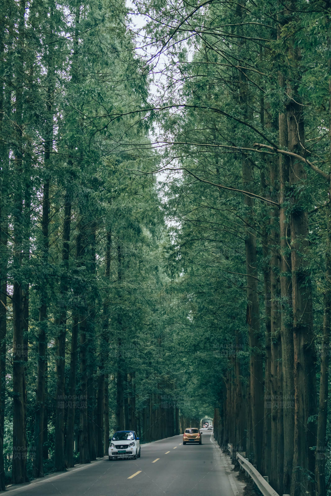 林荫大道上的车辆图片