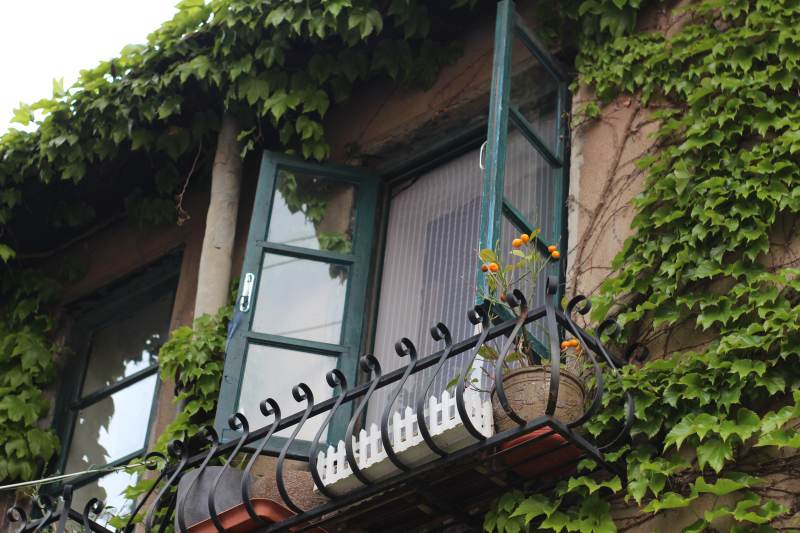 窗边的绿色世界图片