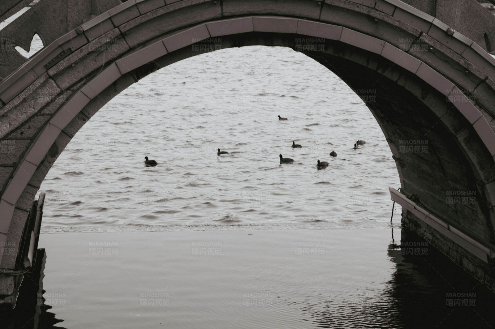 桥下鸭子游图片