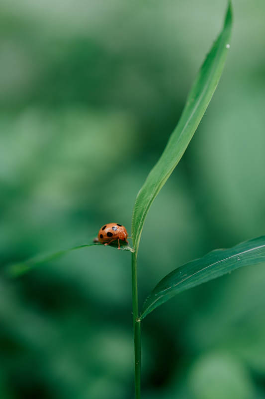 叶子上的瓢虫图片