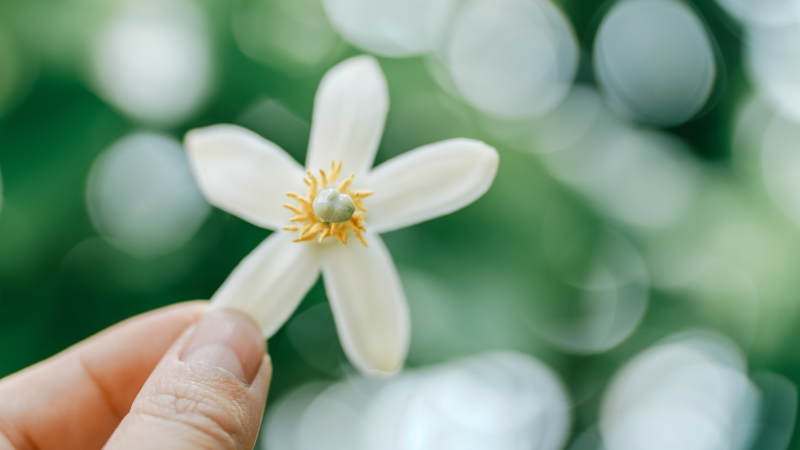 手捧白色花朵图片