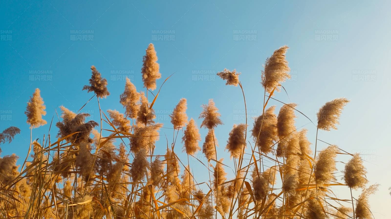 秋日芦苇随风摇曳图片