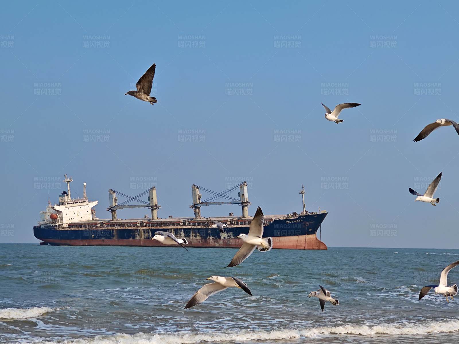 海鸥与货船图片