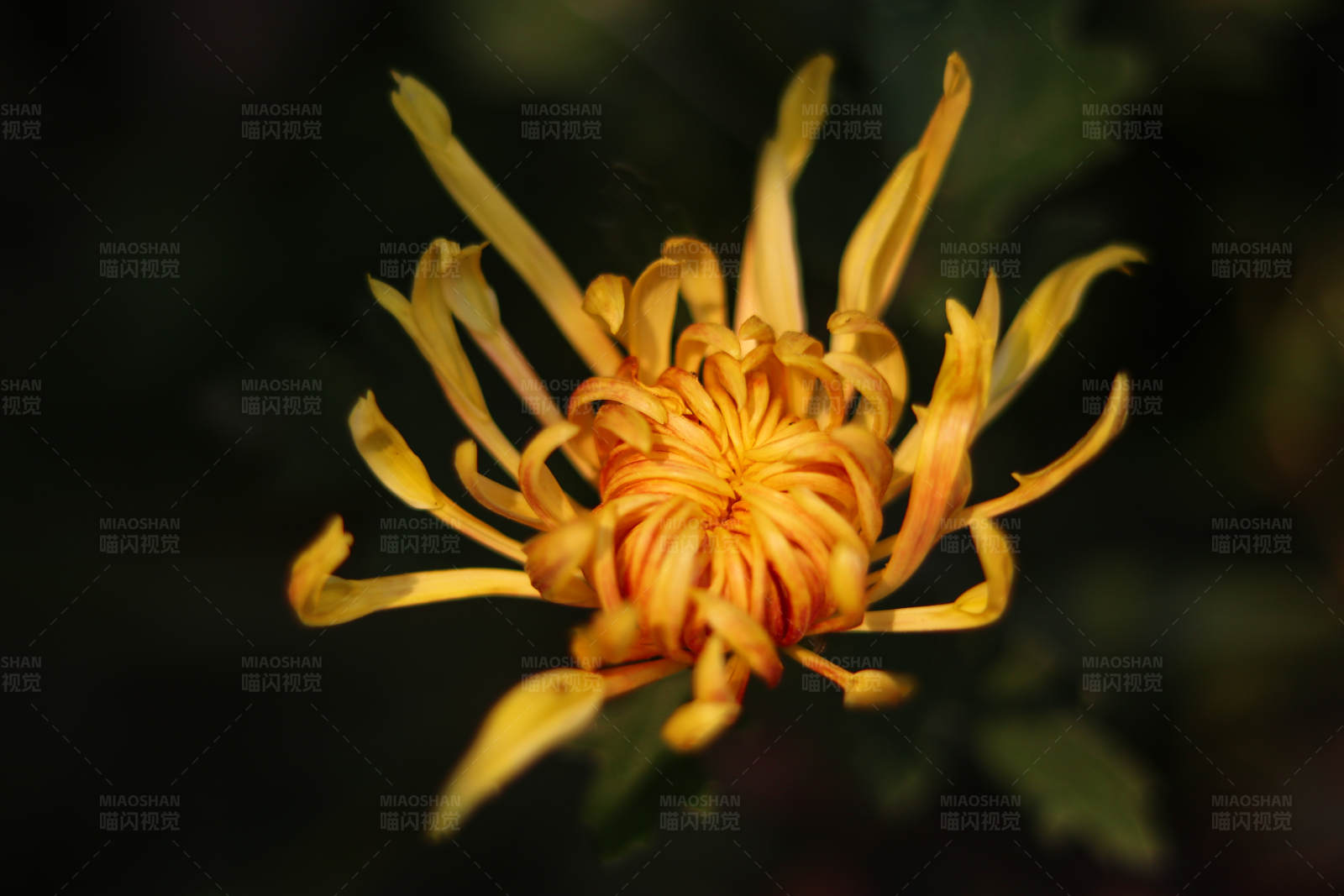 金色菊花绽放图片