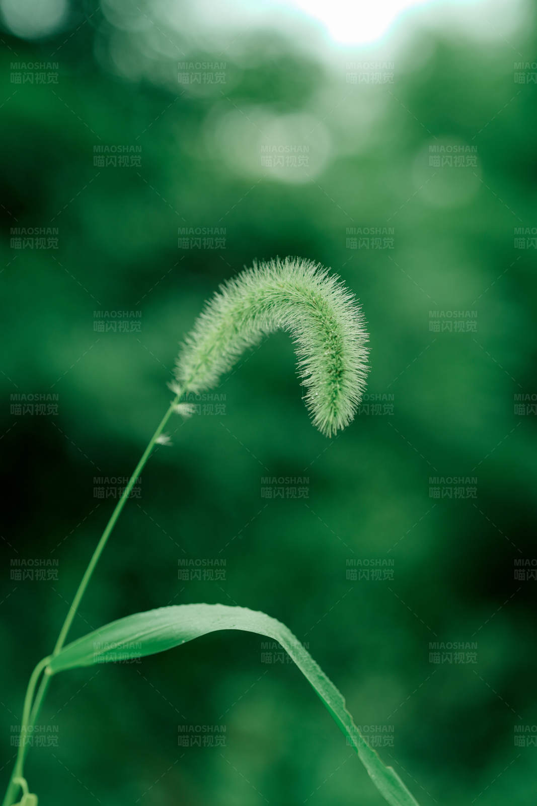 绿色植物特写图片