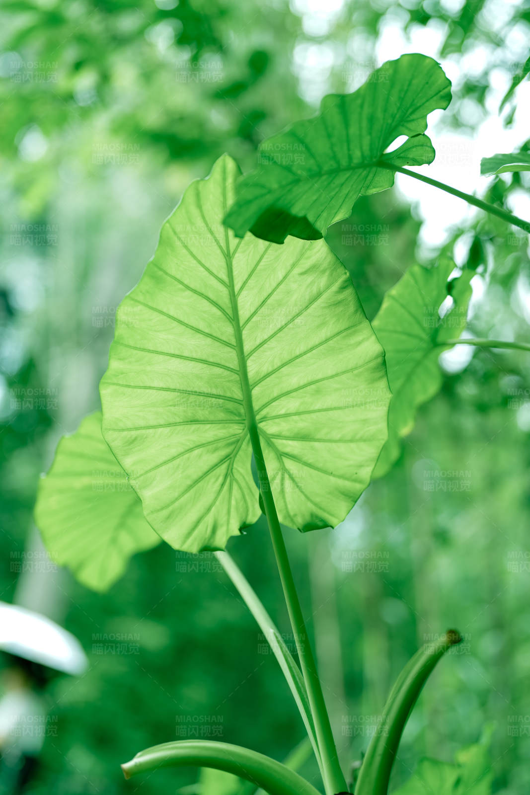 热带植物的宽大绿叶图片