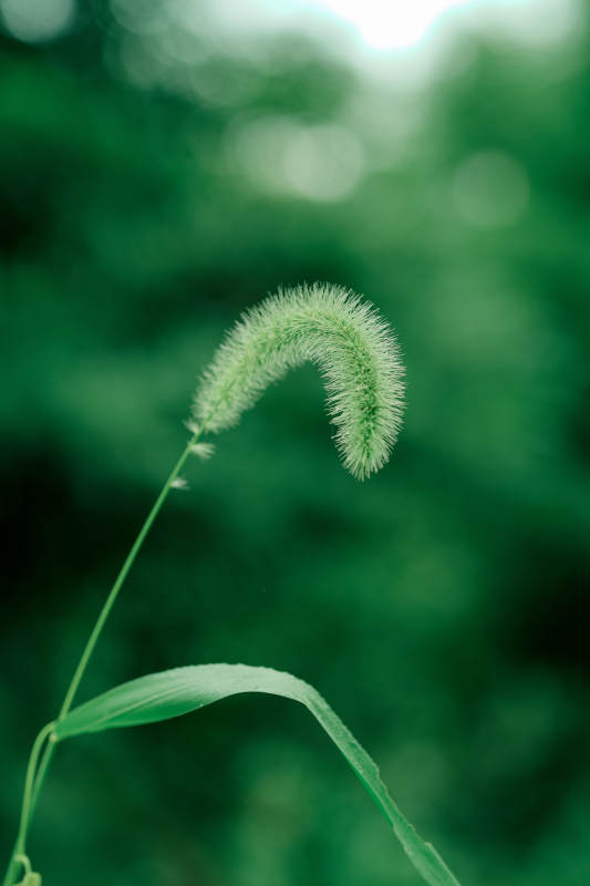 绿色植物特写图片