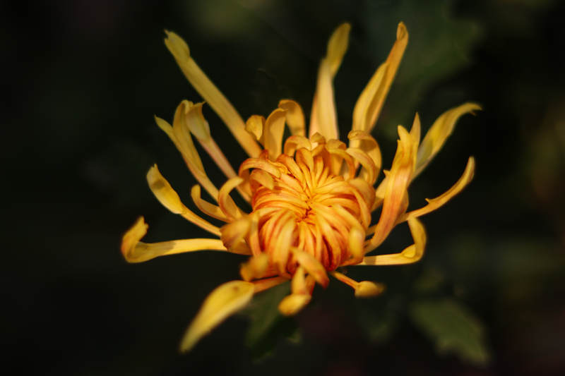 金色菊花绽放图片