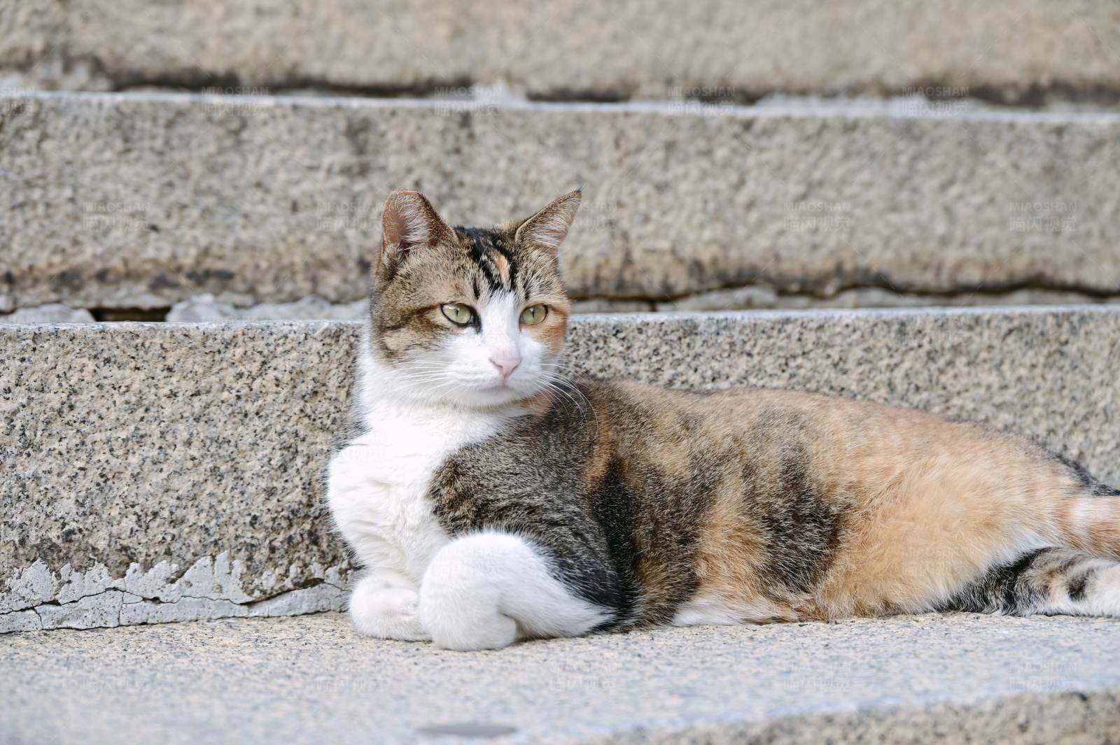 楼梯上的悠闲猫咪图片