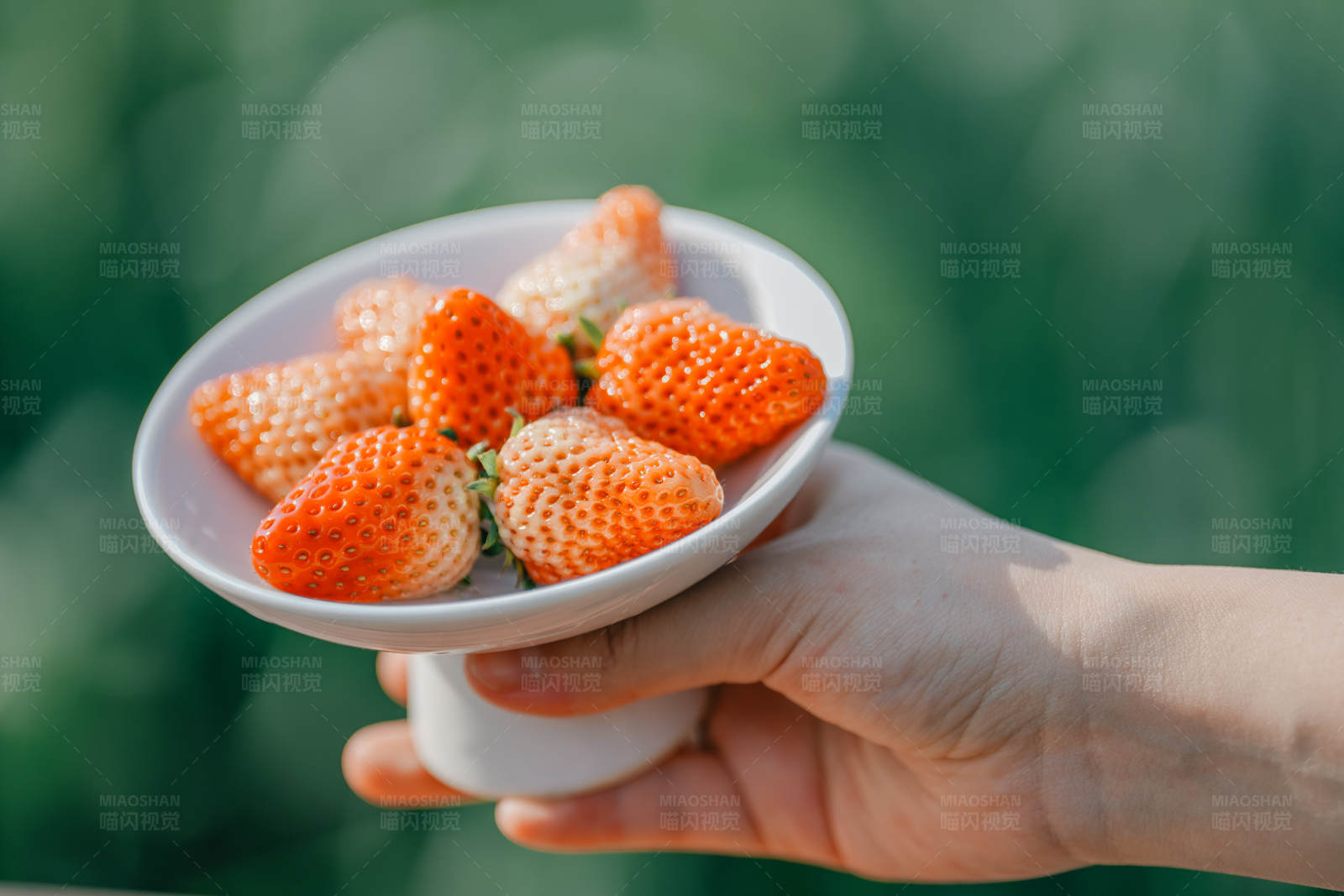 手捧新鲜白草莓图片