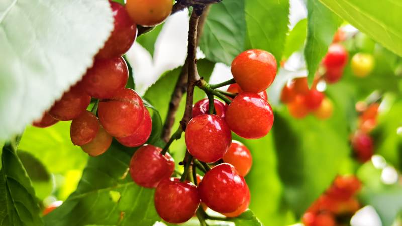 樱桃满枝头图片