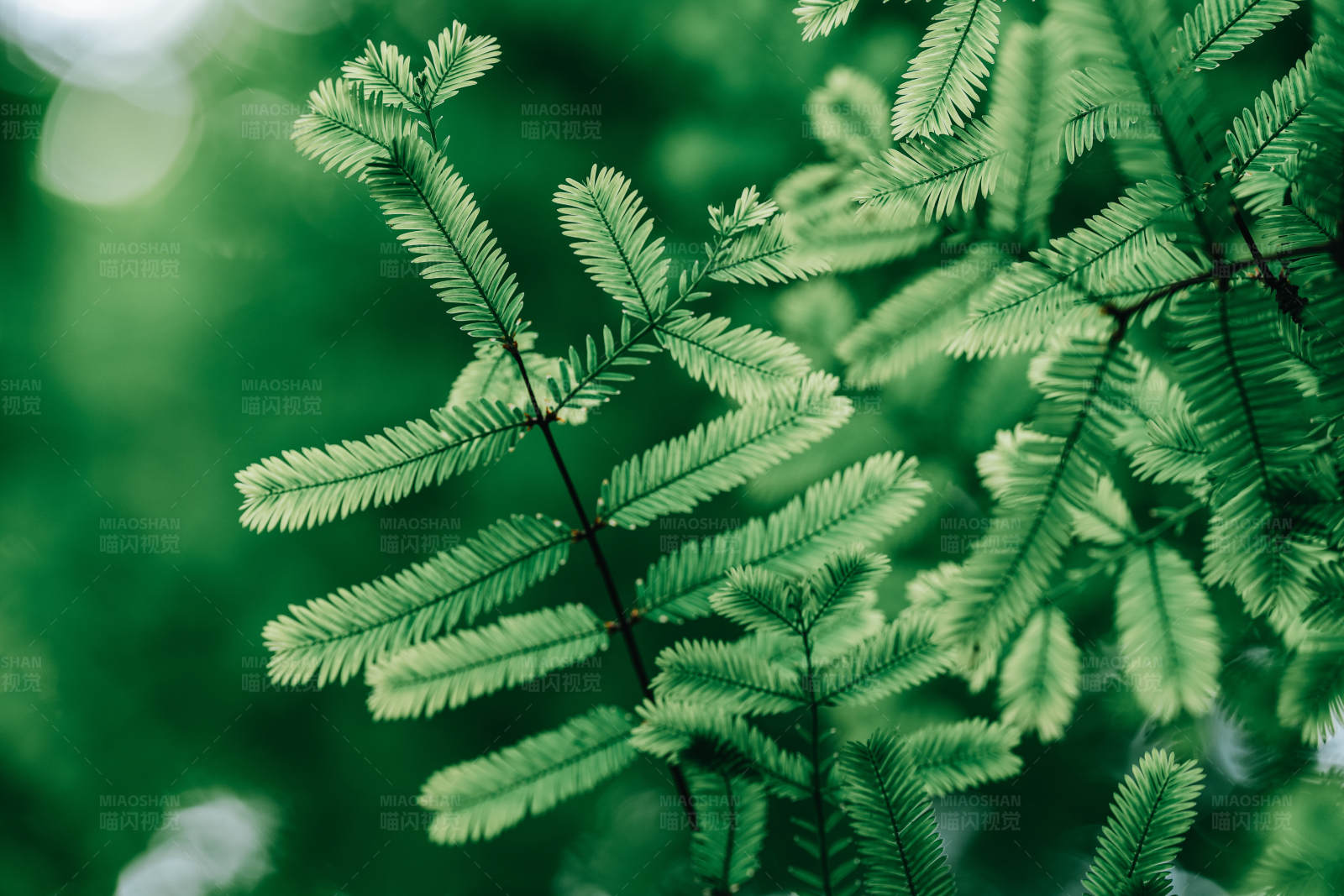 绿色植物特写图片