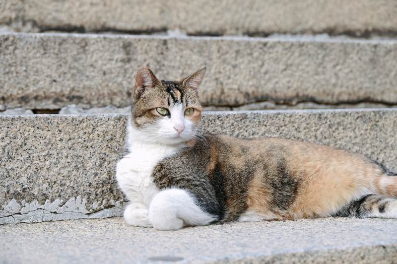 楼梯上的悠闲猫咪图片