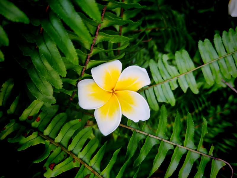 热带花卉与蕨类图片