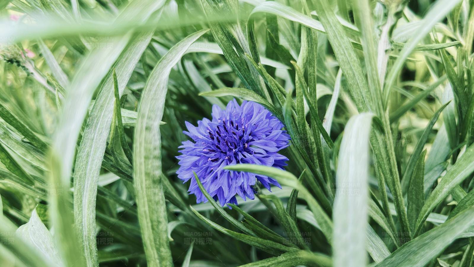 紫色花朵与绿叶图片