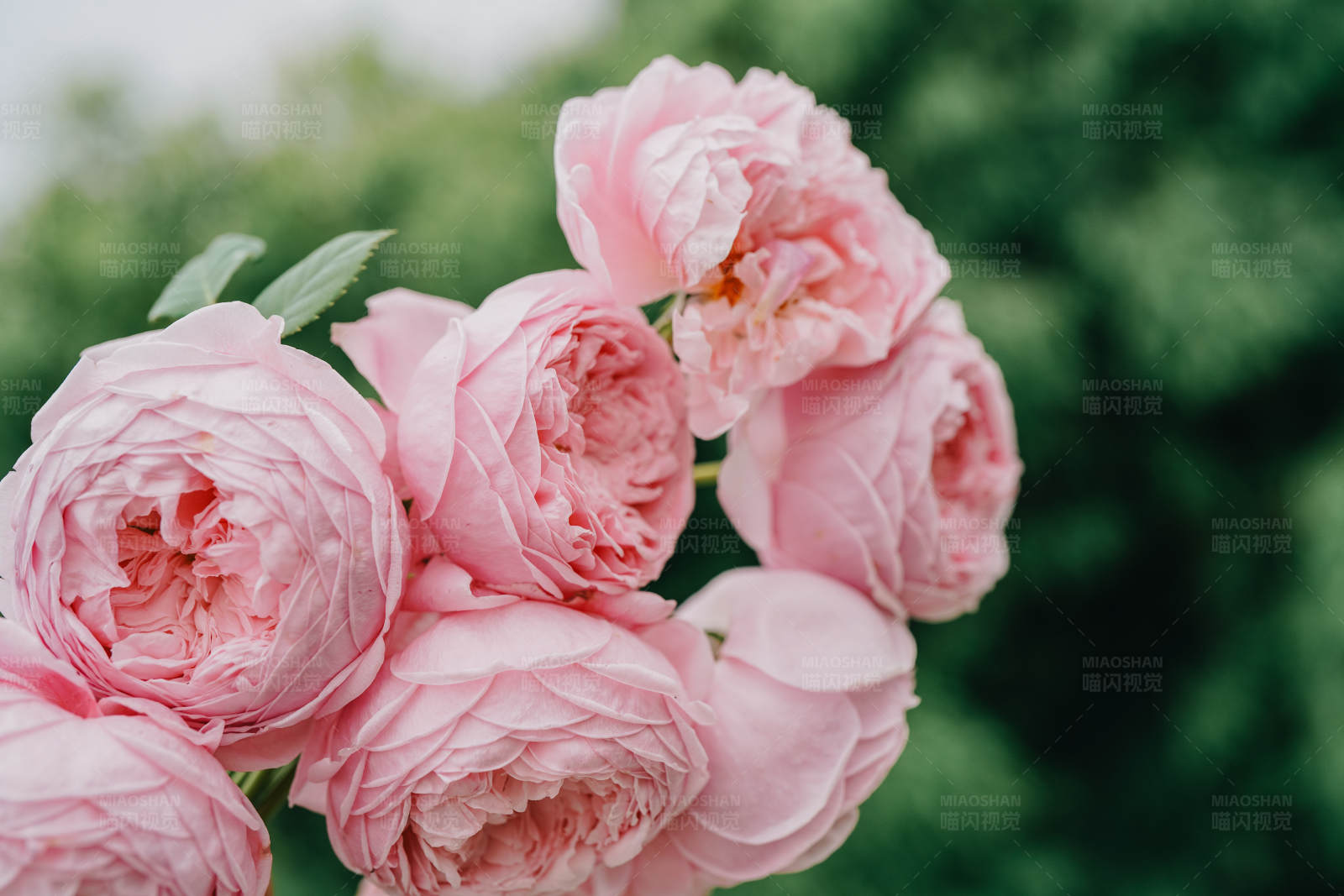 粉色玫瑰花束图片