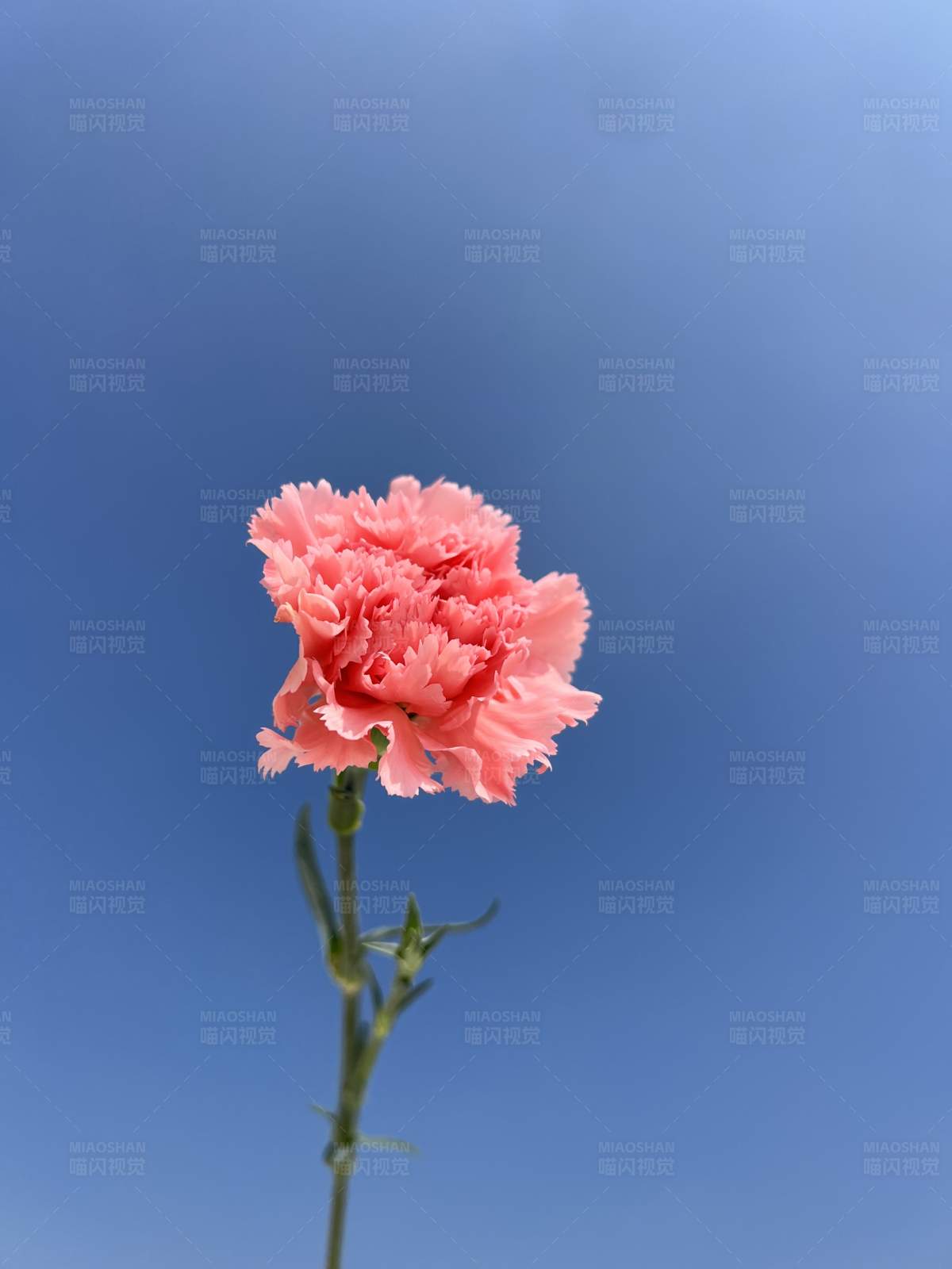 蓝天下的粉色康乃馨图片