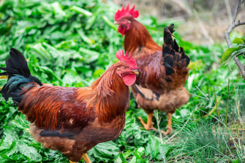 两只公鸡在草地上图片