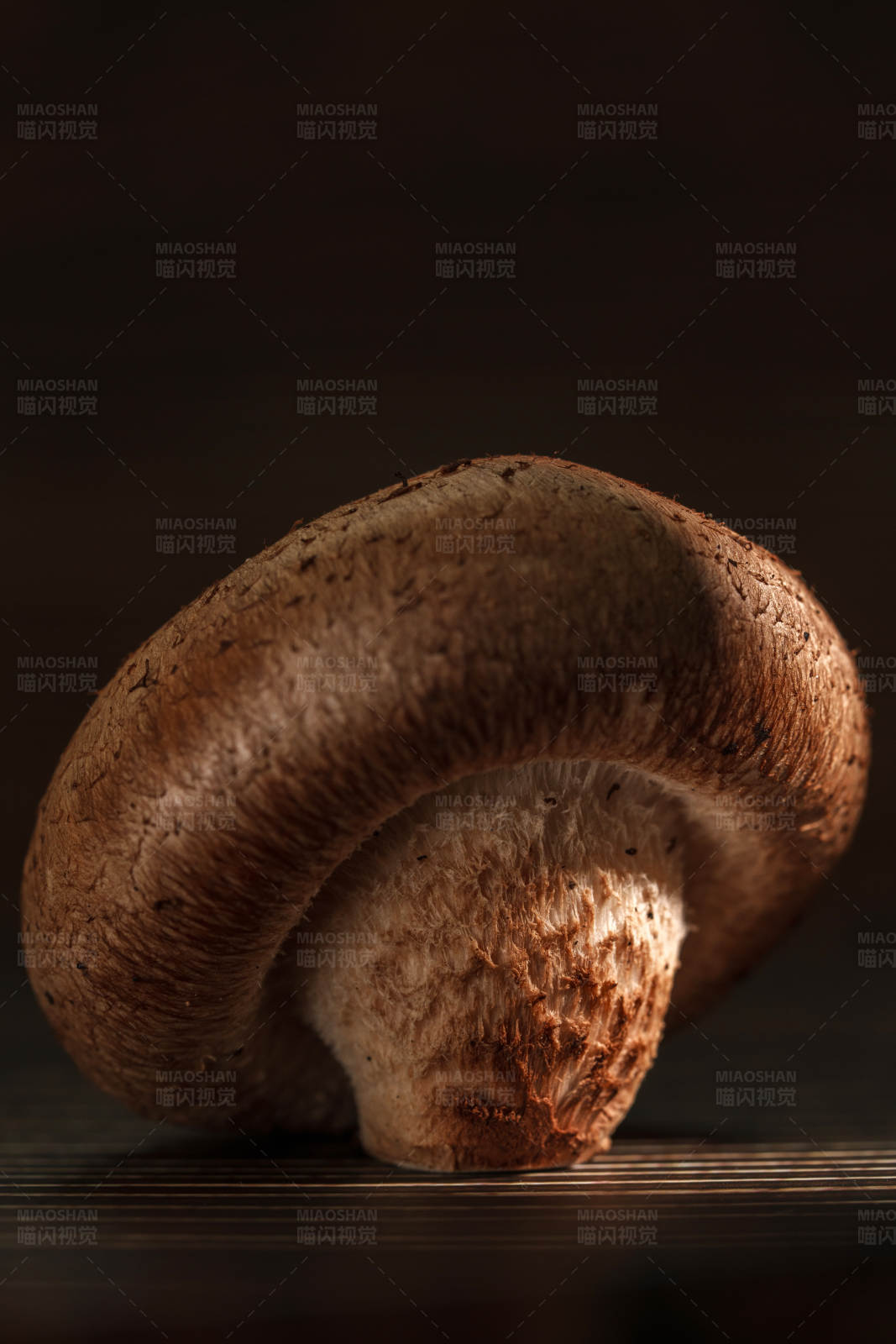 单株蘑菇特写图片